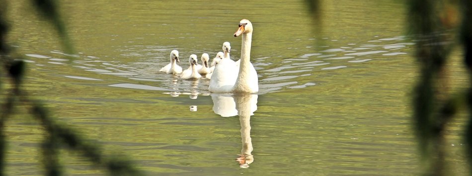 a swan with children floating in the water