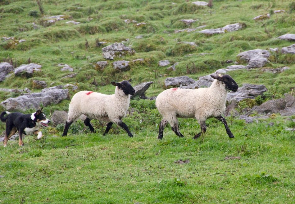 Sheep and Dog
