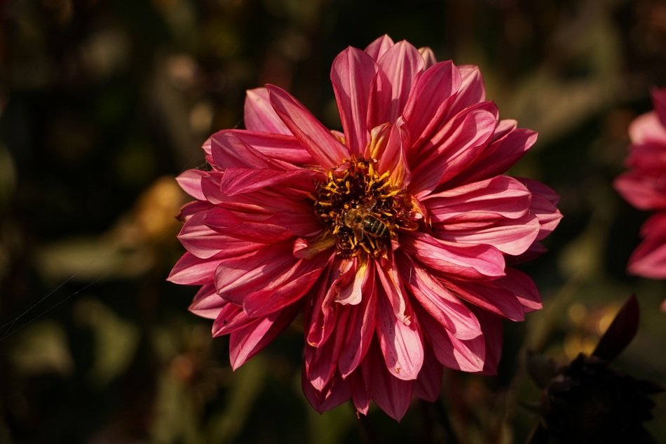 wasp on a flower under the bright sun
