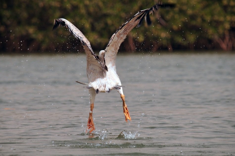 Pelican Take Off water in wild, senegal