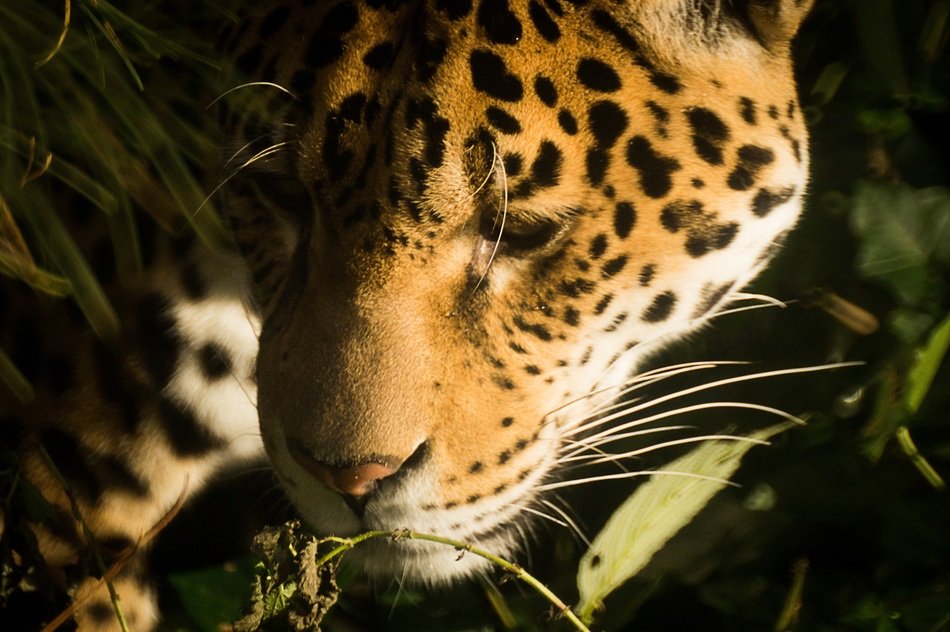photo of the face of the leopard