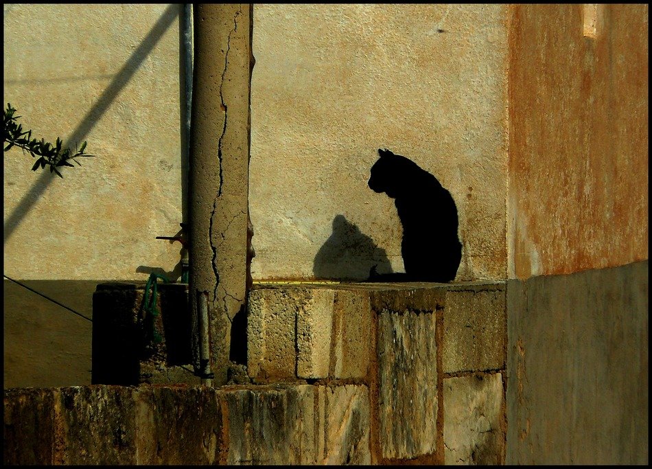 Black cat in Mallorca