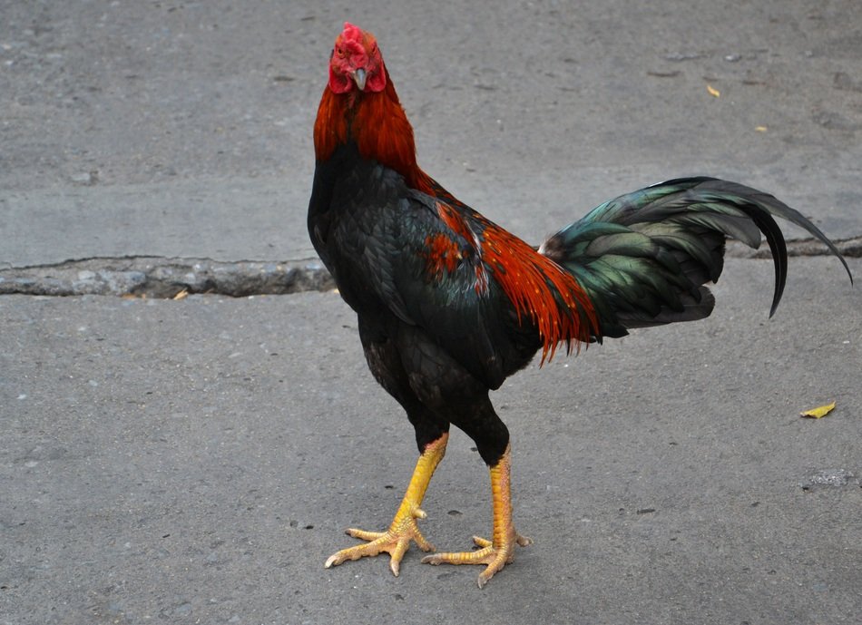 bright chicken cock poultry rooster