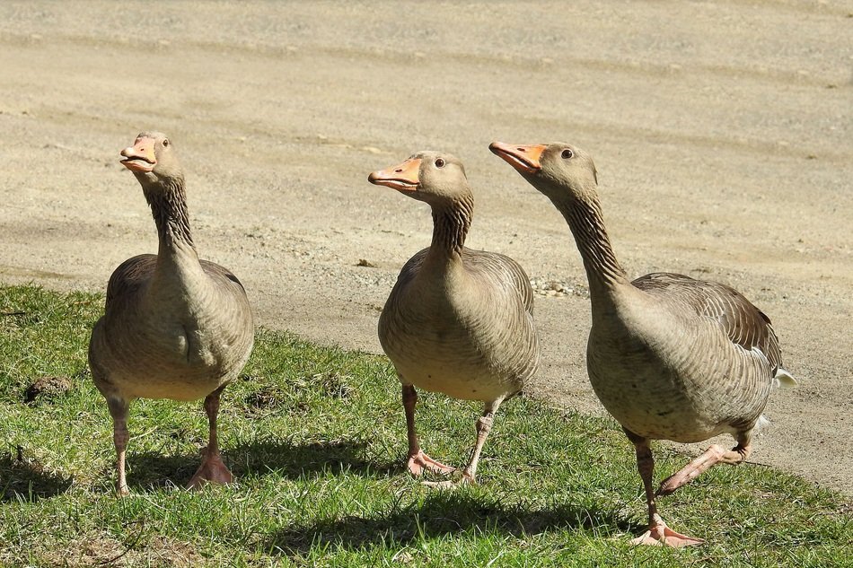 aggressive Grey Geese outdoor scene