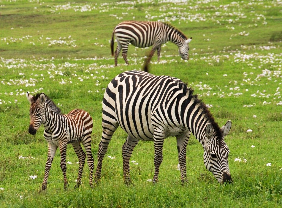 Pregnant zebra and baby zebra graze on the meadow