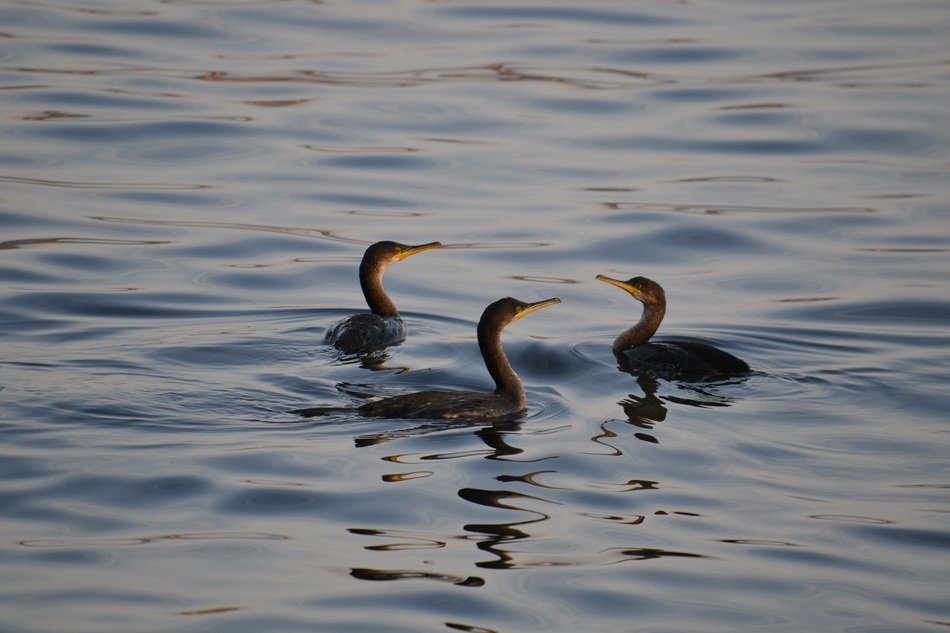 Colorful and beautiful cormorant trio in the river in the evening