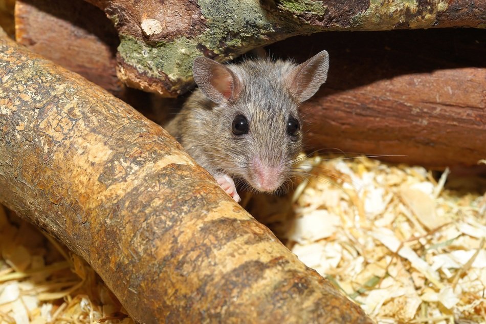Mouse near the wood