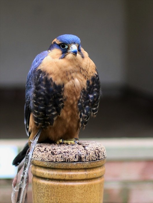 aplomado falcon in the reserve