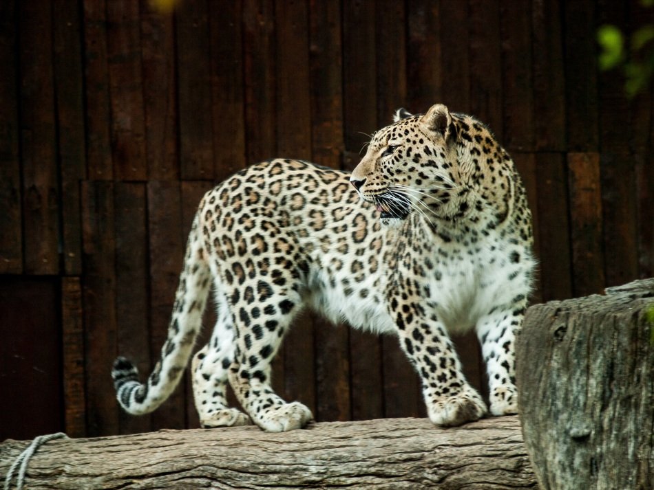 beautiful leopard in the reserve