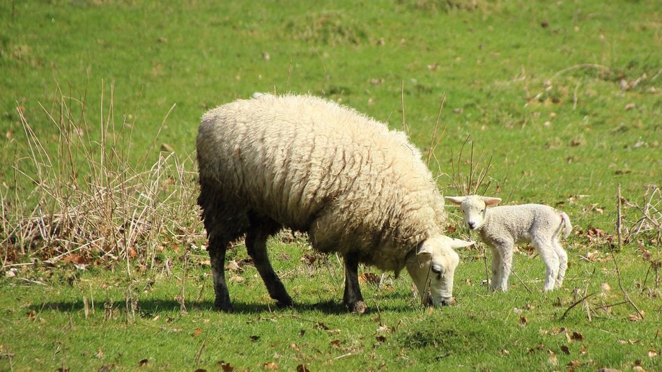 white Sheep and Lamb on Meadow