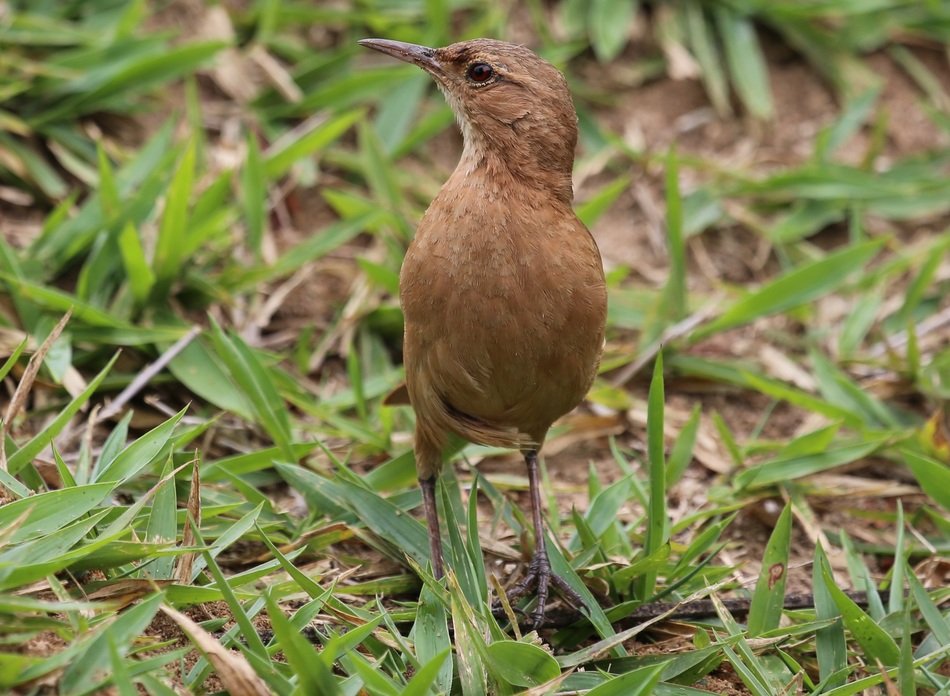 grey birdie on the ground