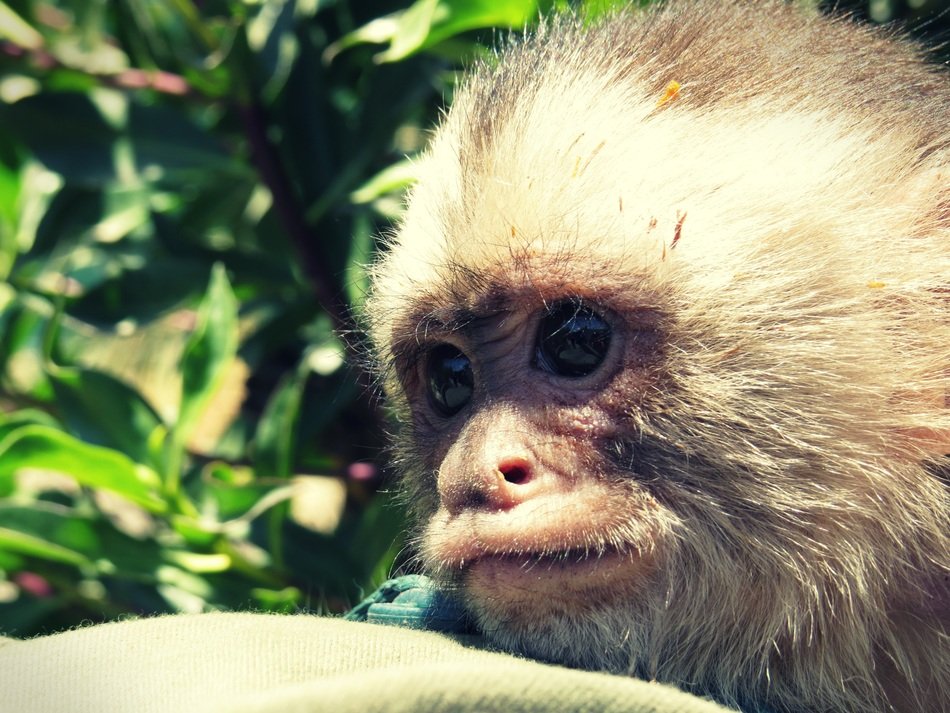 primate on the background of trees