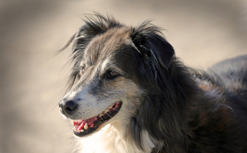 photo of the hybrid doggy
