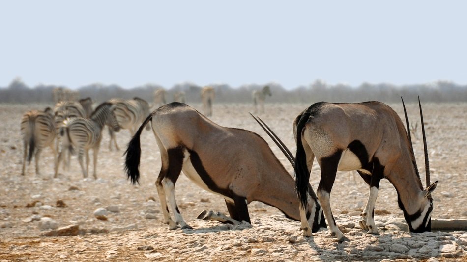 drinking oryx in the national park in namibia