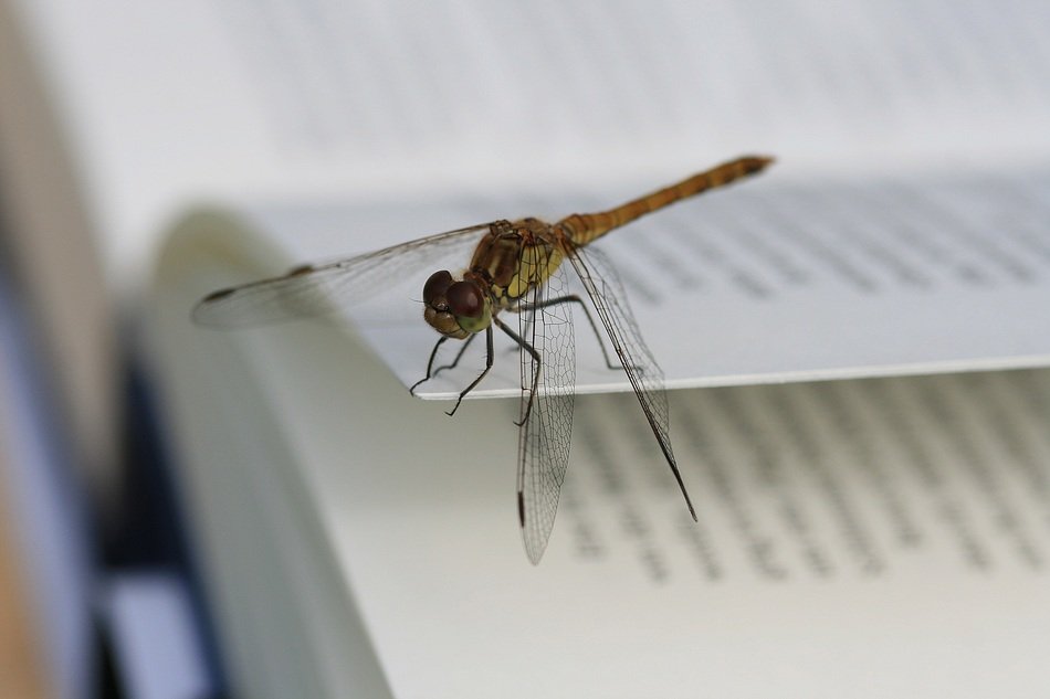 dragonfly on book pages