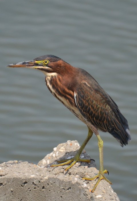 brown sea bird on the stone