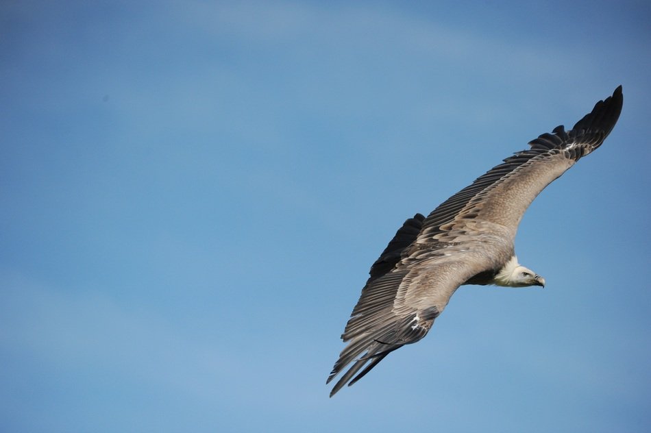 scavenging bird of prey