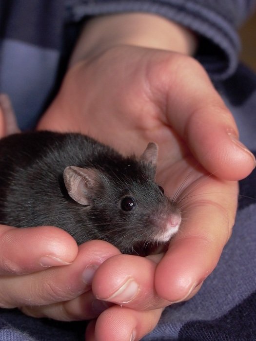 Mouse Pet in man hand cute portrait