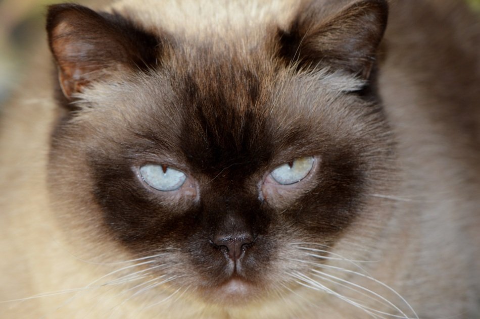 thoroughbred cat with blue eyes