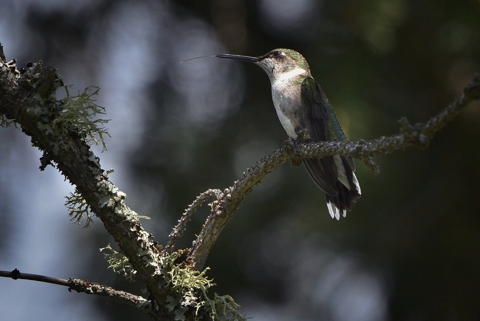hummingbird on a tree in light and shadow