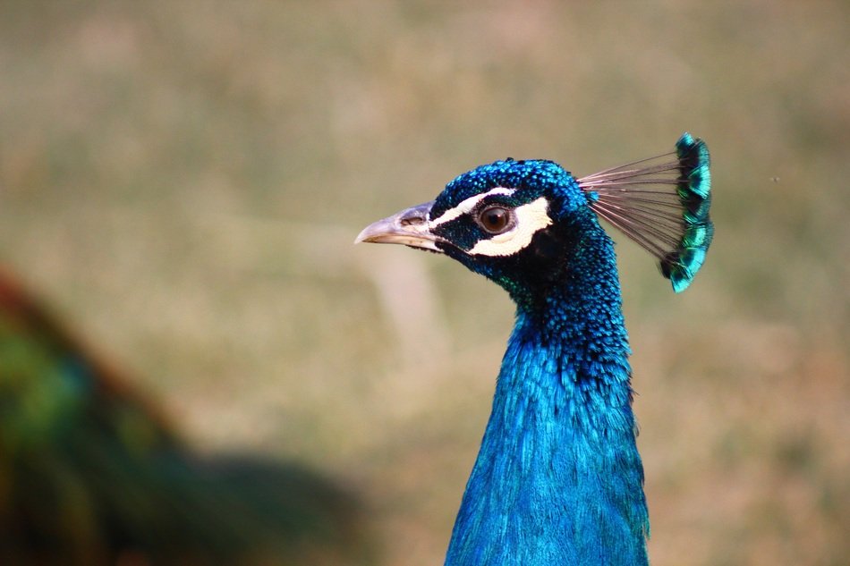peacock in fauna