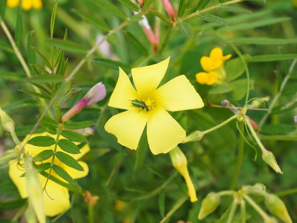 spanish fly on the yellow flower