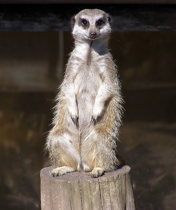 Meerkat in wildlife