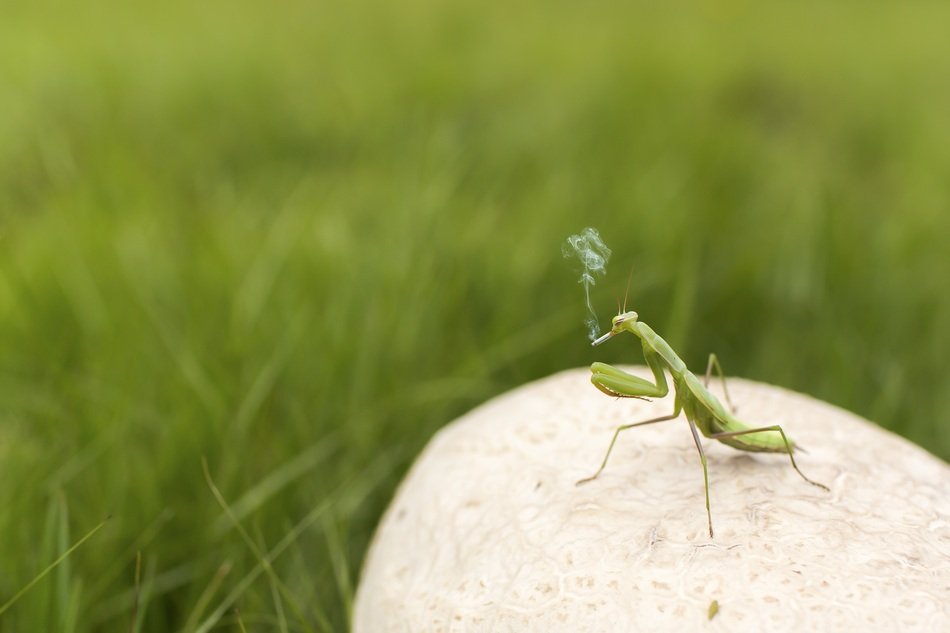 praying mantis insect on stone