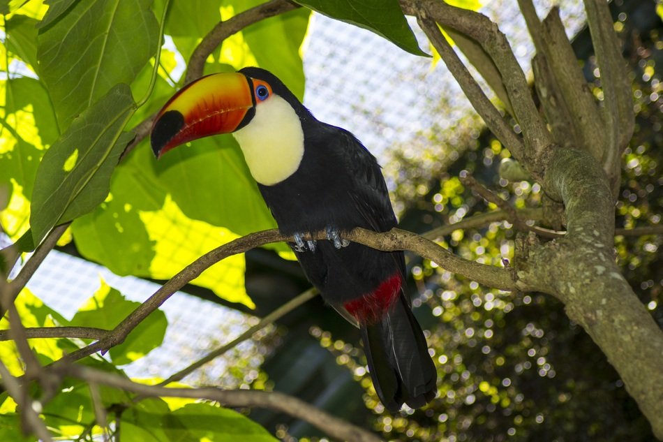 Tropical bird in the zoo