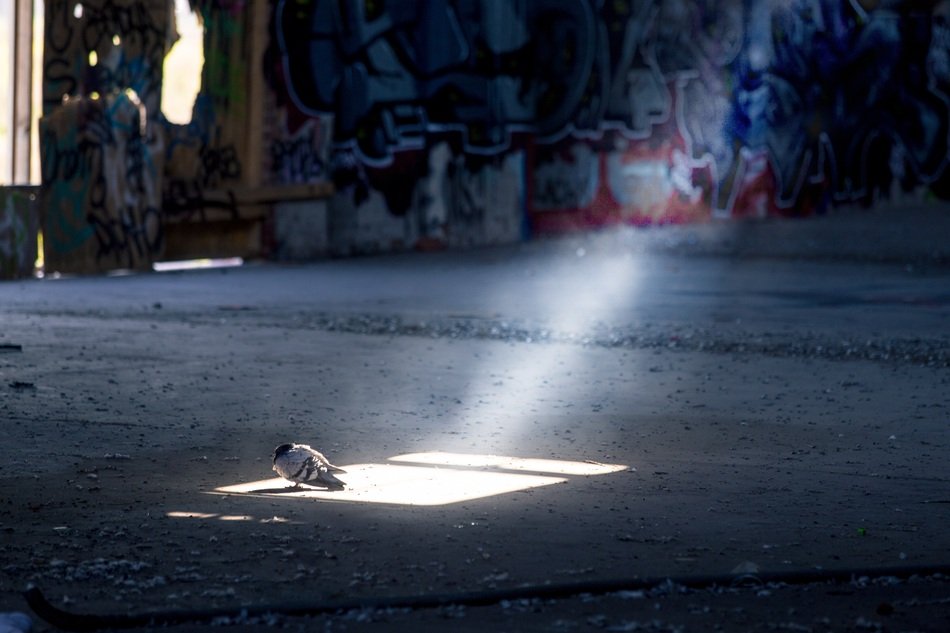 pigeon in sunbeam
