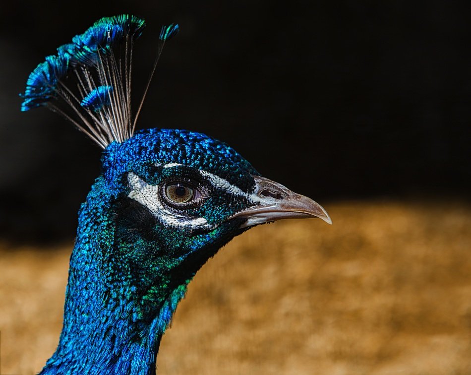 cute beautiful Peacock