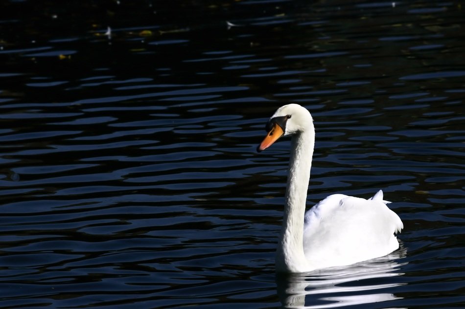 swan on the water at the pond