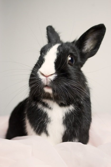 black and white rabbit on a white background