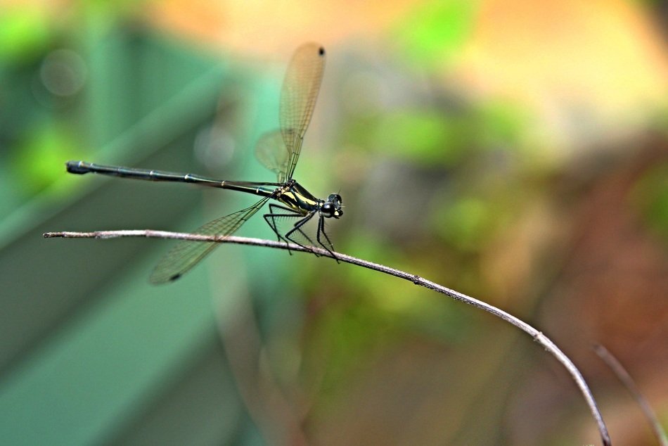 filigreed dragonfly on twig