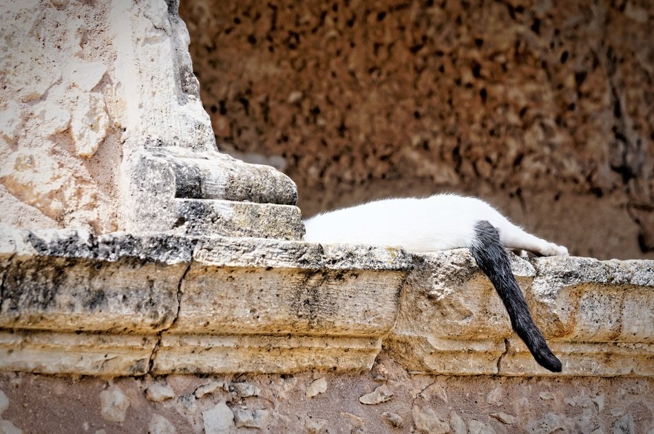 picture of the sleeping cat