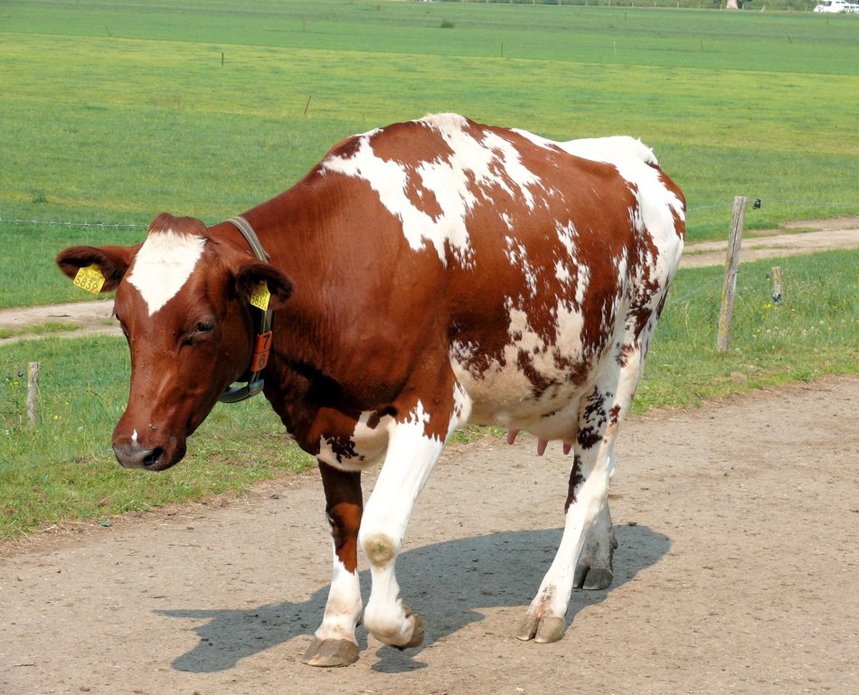 brown Cow Animal