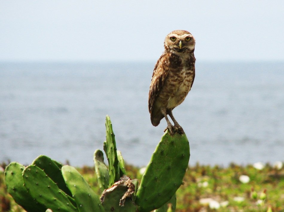 Tropical Owl