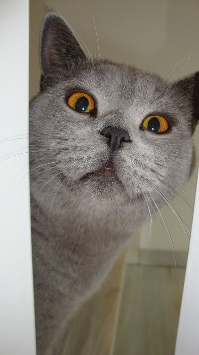 cat's eyes from behind the curtains