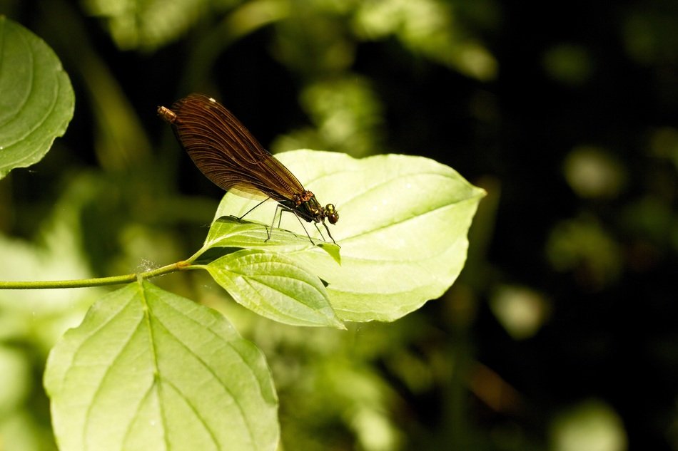 brown dragonfly on a leaf under the sun