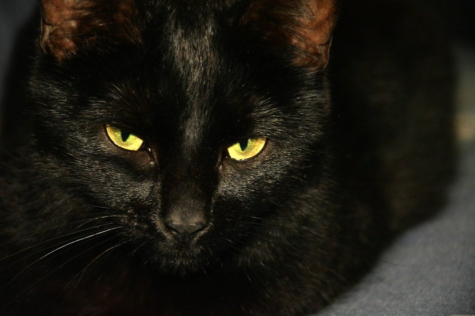 Feline with bright eyes