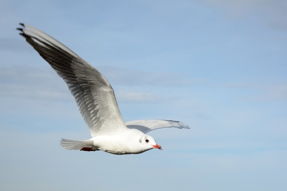 free seagull on the sky