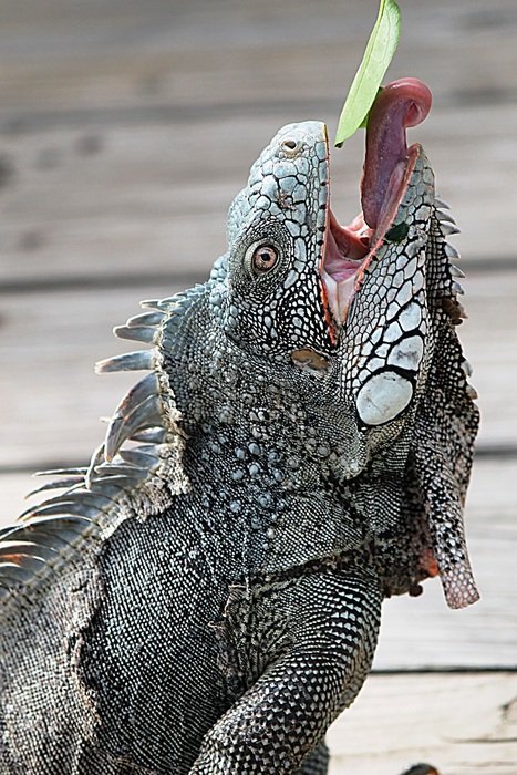 Cute iguana eating leaf