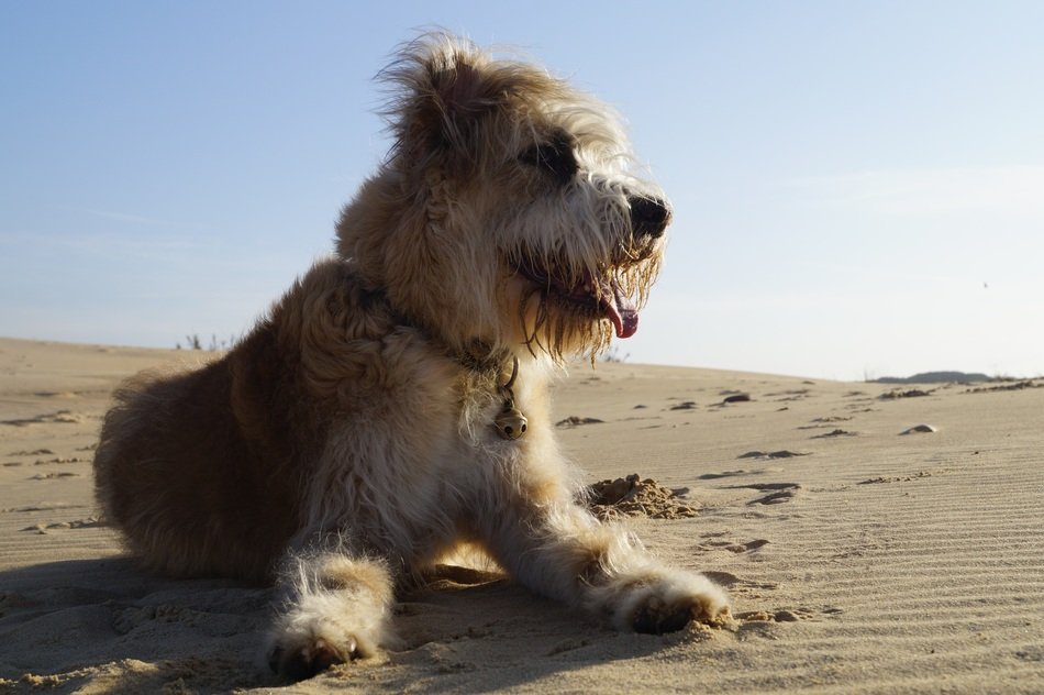 puppy of barbado da terceira on the beach