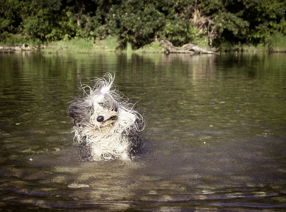 Funny dog in the river
