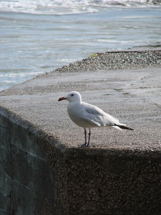 Seagull in the port near water