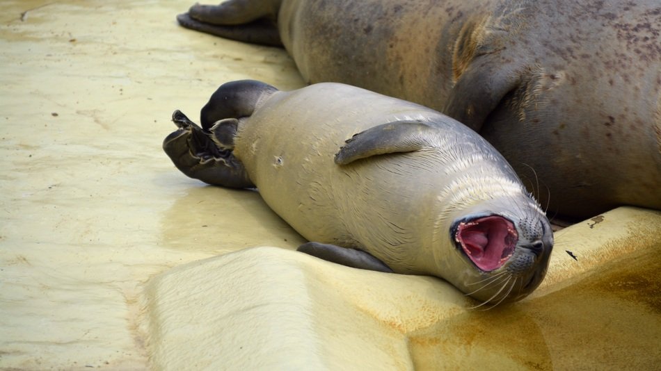 the little seal is yawning