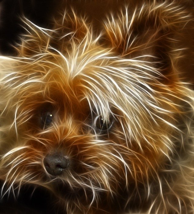 beautiful and amazingTerrier