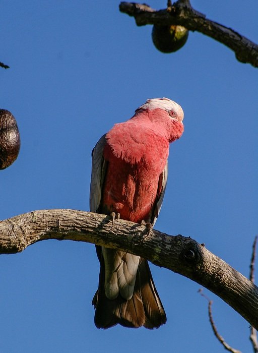 Halacha Pink Chested Cockatoo