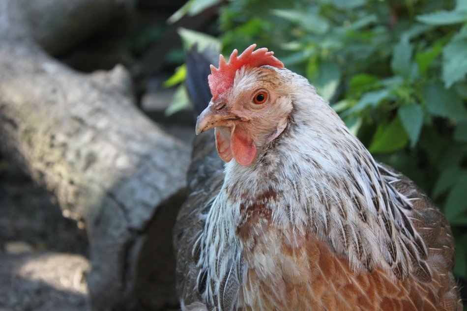 Chicken near the wood