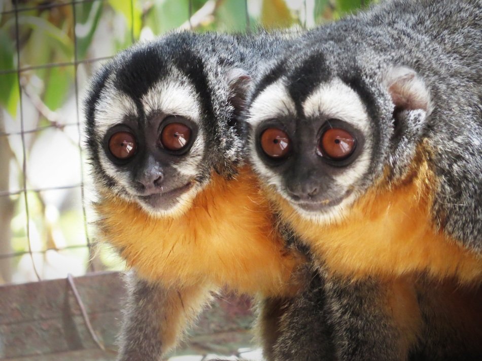 Mono Musmuqui in Africa